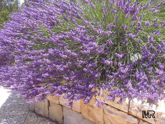 English lavender